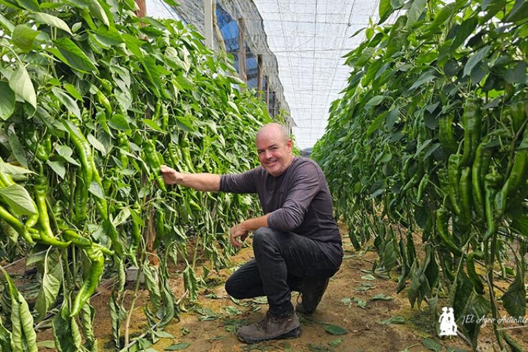 Llega la resistencia a oídio al italiano tradicional con la variedad Morante