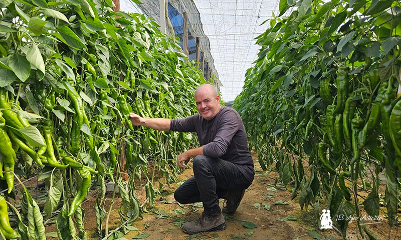 Llega la resistencia a oídio al italiano tradicional con la variedad Morante-agroautentico.com