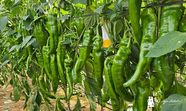 Llega la resistencia a oídio al italiano tradicional con la variedad Morante 3