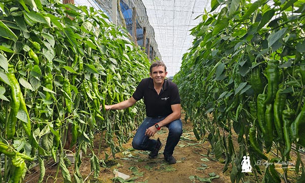 Llega la resistencia a oídio al italiano tradicional con la variedad Morante 2