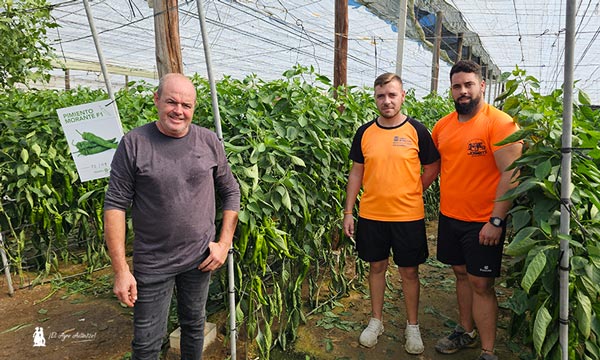 Llega la resistencia a oídio al italiano tradicional con la variedad Morante 6