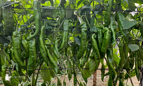 Llega la resistencia a oídio al italiano tradicional con la variedad Morante 5