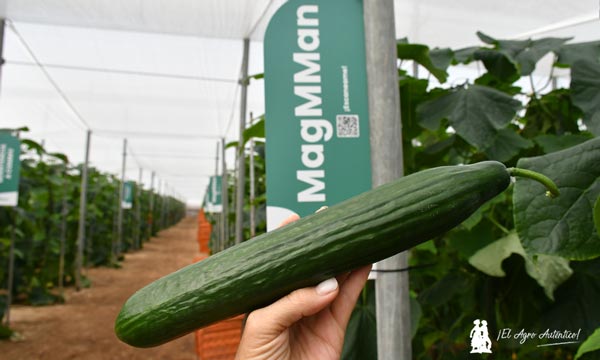 Pepino MagMMan de Hazera resistente al virus del CGMMV / agroautentico.com