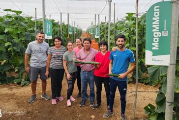 Tras ZiMMan llega ahora el nuevo pepino MagMMan resistente a CGMMV