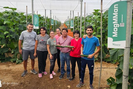 Tras ZiMMan llega ahora el nuevo pepino MagMMan resistente a CGMMV