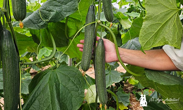 Variedad de Hazera pepino MagMMan / agroautentico.com