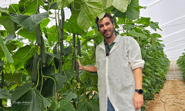 Agustín Rivero, responsable de desarrollo de Hazera con la variedad MagMMan / agroautentico.com