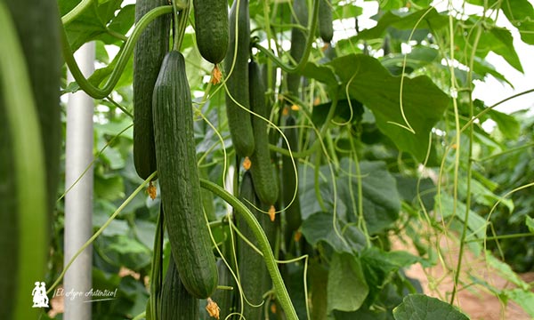 Pepino MagMMan de Hazera resistente al virus del CGMMV / agroautentico.com