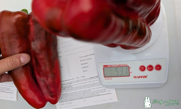 Peso de lamuyos de Ramiro Arnedo / agroautentico.com