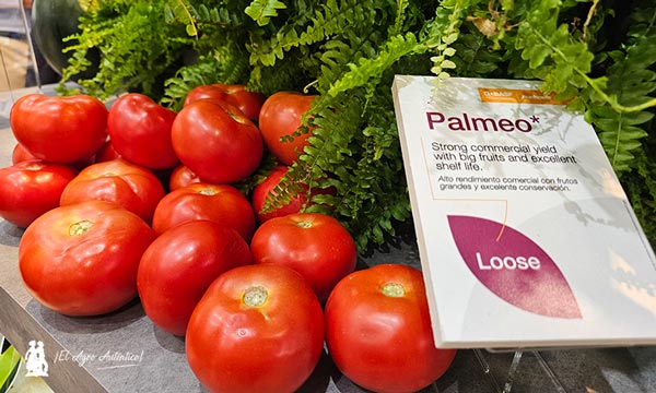 Toda la tecnología en tomate BAS Nunhems