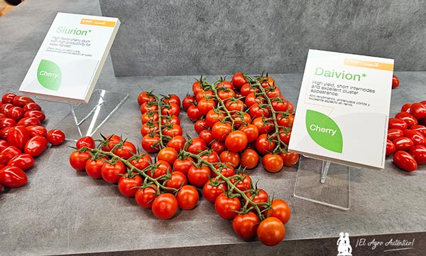 Toda la tecnología en tomate BASF Nunhems 2