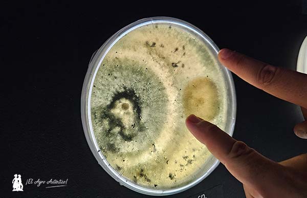 El laboratorio de microorganismos de Trichodex en Fruit Attraction 2025 / agroautentico.com