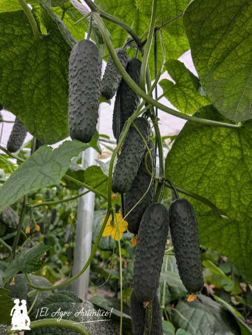 Variedad de pepino español Albox de Bejo / agroautentico.com