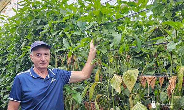 Paco Fernández en una zona que sufrió un ataque muy virulento de araña roja, después fue tratada y ahora se ha recuperado, brotando y con planta limpia de plaga / agroautentico.com