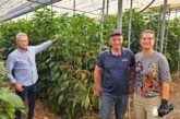 Vellsam entra en el biocontrol con Xtrem Red para control de araña roja