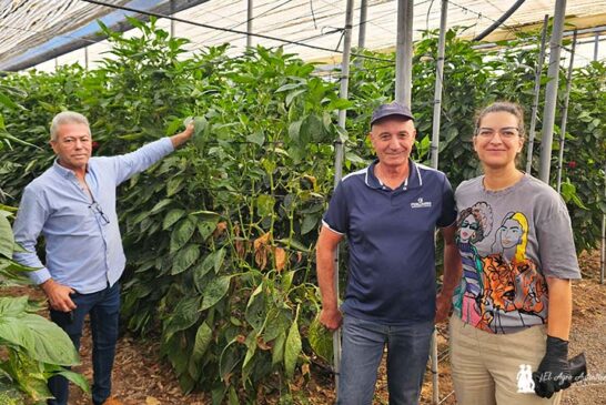 Vellsam entra en el biocontrol con Xtrem Red para control de araña roja