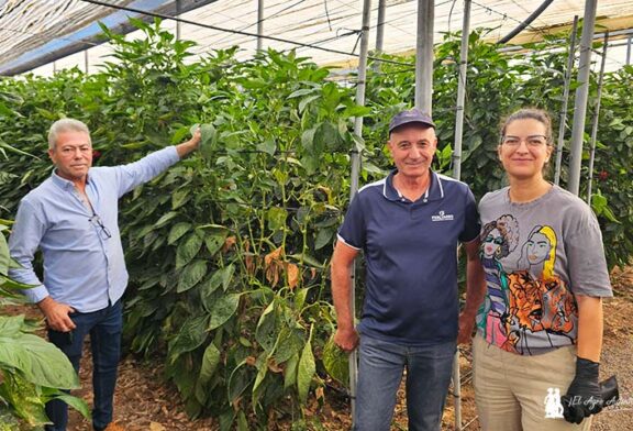 Vellsam entra en el biocontrol con Xtrem Red para control de araña roja