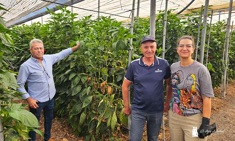 Xtrem Red de Vellsam / agroautentico.com