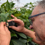 Agricultor ejidense hace unos días buscando Parvispinus con la lupa / agroautentico.com