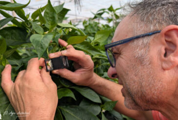 ¿Parada biológica para bajar la población de Parvispinus el año que viene?