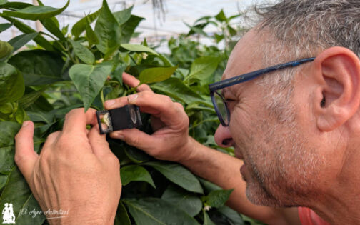 Agricultor ejidense hace unos días buscando Parvispinus con la lupa / agroautentico.com