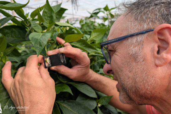 ¿Parada biológica para bajar la población de Parvispinus el año que viene?