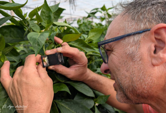 ¿Parada biológica para bajar la población de Parvispinus el año que viene?