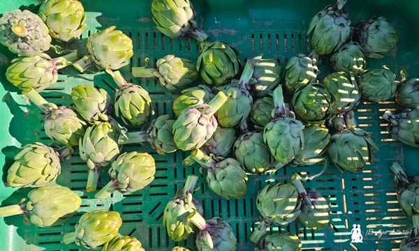 Green Queen, alcachofa de BASF | Nunhems / agroautentico.com