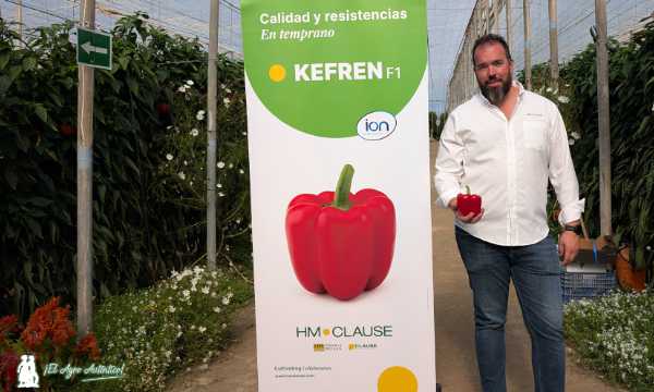Alejandro Pérez con el pimiento Kefren / agroautentico.com