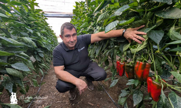 Antonio Altea, delegado de Certis Belchim desde hace 17 años. Ingeniero técnico y agricultor ejidense / agroautentico.com