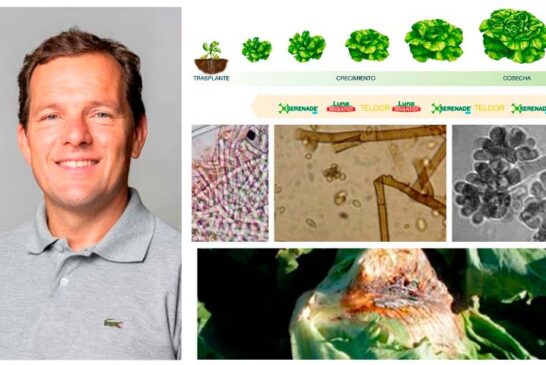 Botrytis cinerea en lechuga, ¿cuáles son las estrategias de control más eficaces y sostenibles?