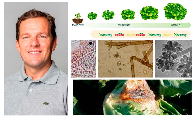 Botrytis cinerea en lechuga, ¿cuáles son las estrategias de control más eficaces y sostenibles?