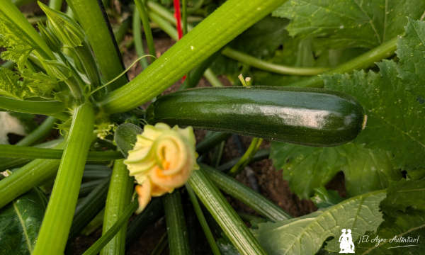 Calabacín Dhelirium de Gautier / agroautentico.com