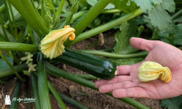 Calabacín Dhelirium / agroautentico.com