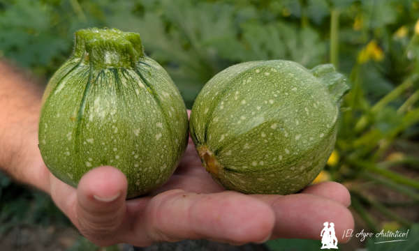 Calabacín para comer en crudo de Gautier / agroautentico.com