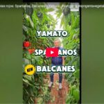Tres nuevos californias rojos: Spartanos, Balcanes y Yamato.