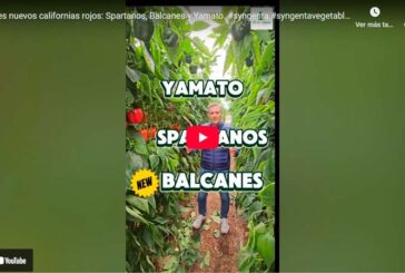 Tres nuevos californias rojos: Spartanos, Balcanes y Yamato.