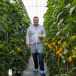 Gines Ginés con el nuevo pimiento california amarillo de Semillas Fitó / agroautentico.com