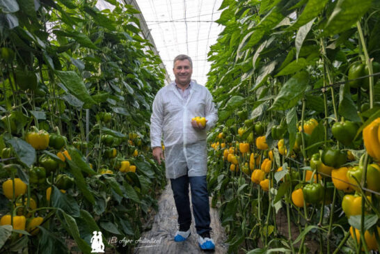 Semillas Fitó sorprende con el pimiento amarillo más tardío del mercado