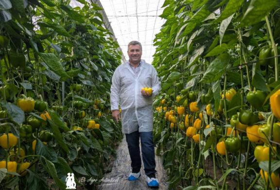 Semillas Fitó sorprende con el pimiento amarillo más tardío del mercado