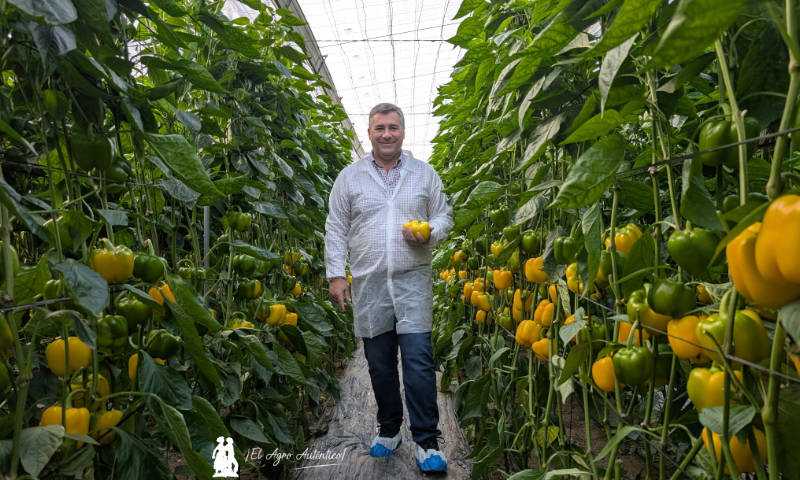 Gines Ginés con el nuevo pimiento california amarillo de Semillas Fitó / agroautentico.com