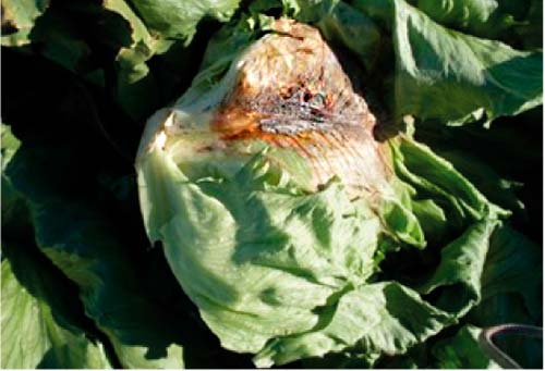 Botrytis cinerea en lechuga estrategias de control eficaces y sostenibles