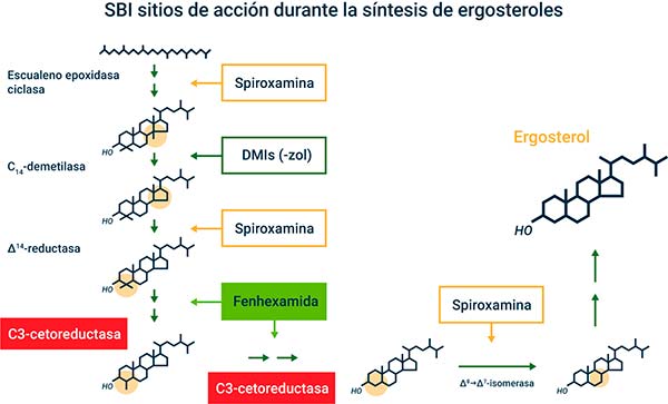 Botrytis cinerea en lechuga estrategias de control eficaces y sostenibles 4