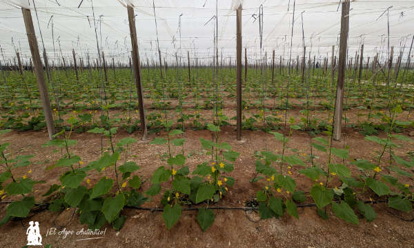 Invernadero de pepino snack en El Ejido, Almería / agroautentico.com