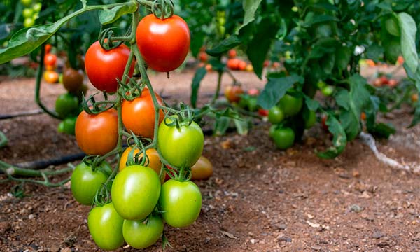 Días 20 y 21 de noviembre. Jornadas de Panoramix de CapGen 2