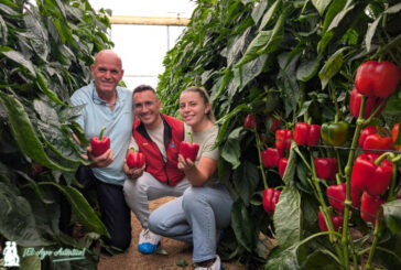 El último temprano en llegar al catálogo de Syngenta se llama pimiento Kunai