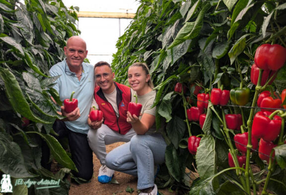 El último temprano en llegar al catálogo de Syngenta se llama pimiento Kunai