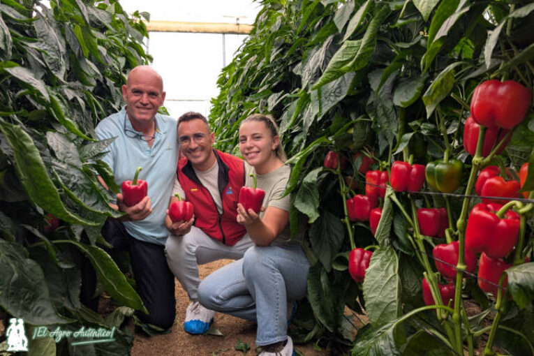 El último temprano en llegar al catálogo de Syngenta se llama pimiento Kunai