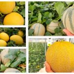 La evolución de Fitó que culmina en piel de sapo con Callejon para Almería-agroautentico