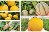Semillas Fitó ya prepara la siguiente campaña de melón con Grazalema, Mojacar, Claudio, Solmarin e Indurain